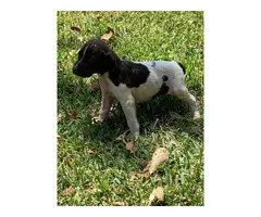 5 German shorthaired pointer puppies for sale