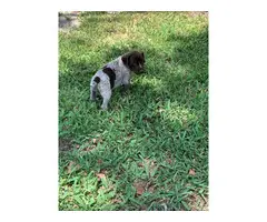 5 German shorthaired pointer puppies for sale - 2