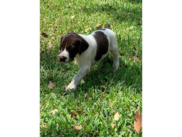 5 German shorthaired pointer puppies for sale in Pontiac, Michigan