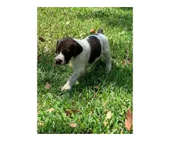5 German shorthaired pointer puppies for sale - 3