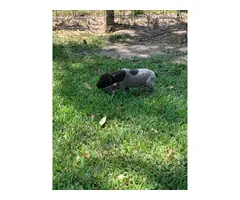 5 German shorthaired pointer puppies for sale - 4