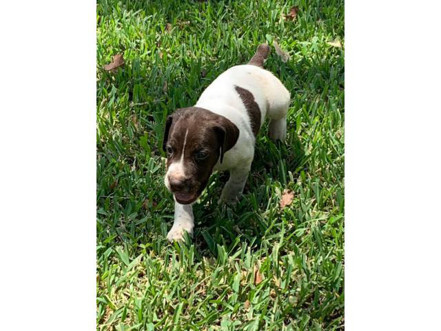 5 German shorthaired pointer puppies for sale in Pontiac ...