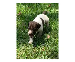 5 German shorthaired pointer puppies for sale - 5