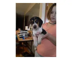 Three 8 weeks old Beagle puppies for sale - 4