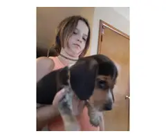 Three 8 weeks old Beagle puppies for sale - 7