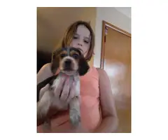 Three 8 weeks old Beagle puppies for sale - 8
