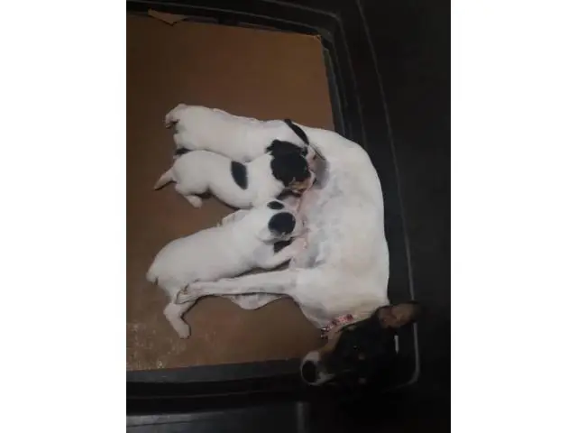 2 boys left Toy fox terrier puppies - 6/10