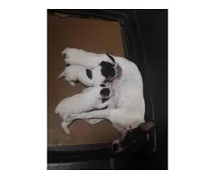 2 boys left Toy fox terrier puppies - 6