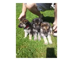 9 purebred German Shepherd puppies available