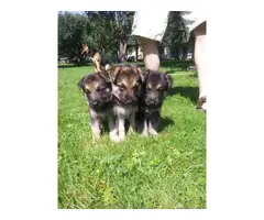 9 purebred German Shepherd puppies available - 2