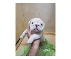 7 weeks old cute English Bulldog puppies for sale - 1
