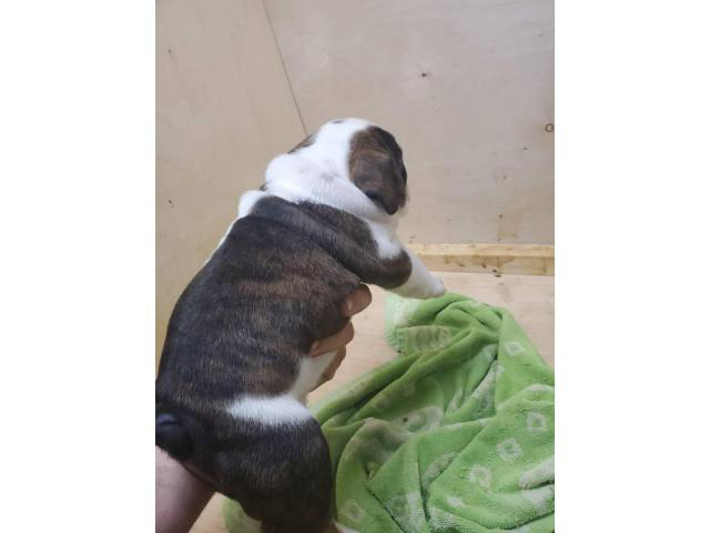 7 weeks old cute English Bulldog puppies for sale in San