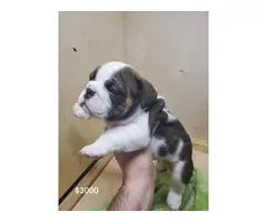 7 weeks old cute English Bulldog puppies for sale - 3