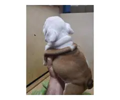 7 weeks old cute English Bulldog puppies for sale - 4
