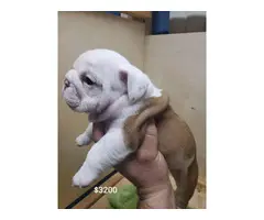 7 weeks old cute English Bulldog puppies for sale - 5