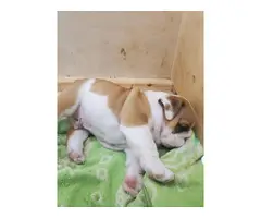 7 weeks old cute English Bulldog puppies for sale - 6