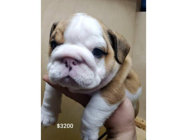 7 weeks old cute English Bulldog puppies for sale in San