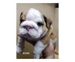 7 weeks old cute English Bulldog puppies for sale - 7