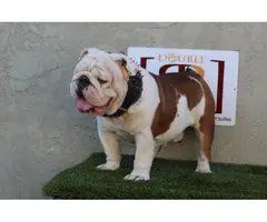 7 weeks old cute English Bulldog puppies for sale - 9