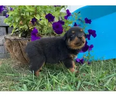 Male and female Rottweiler pups for sale