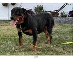 Male and female Rottweiler pups for sale - 2