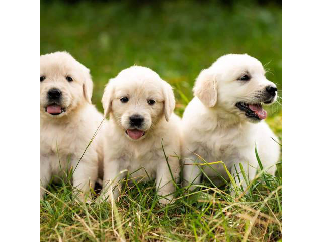 7 weeks old Golden retriever puppies for sale. in Utica, New York