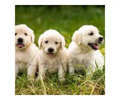 7 weeks old Golden retriever puppies for sale. - 1
