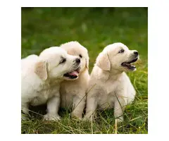 7 weeks old Golden retriever puppies for sale. - 2