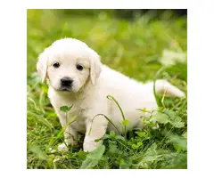 7 weeks old Golden retriever puppies for sale. - 3