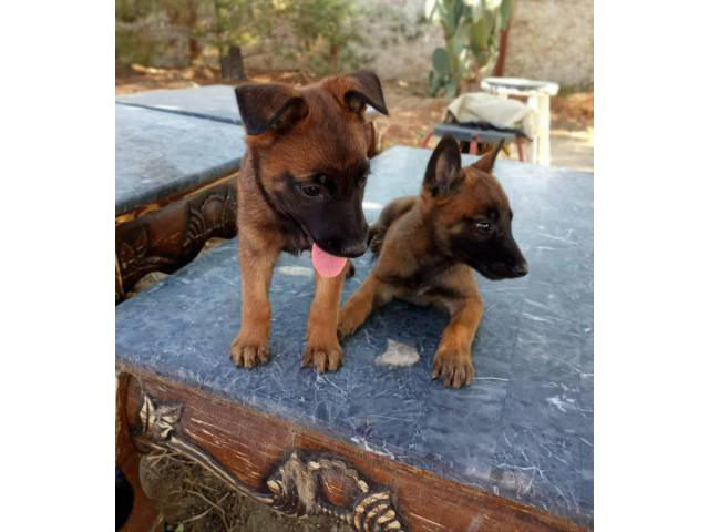 2 females Belgian Malinois puppies for sale Los Angeles - Puppies for ...