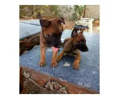 2 females Belgian Malinois puppies for sale - 1
