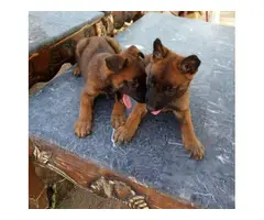 2 females Belgian Malinois puppies for sale - 2