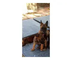 2 females Belgian Malinois puppies for sale - 3