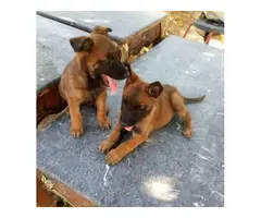 2 females Belgian Malinois puppies for sale - 4