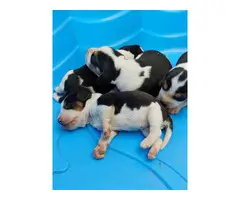 Adorable tricolor beagle puppies for sale
