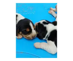 Adorable tricolor beagle puppies for sale - 2