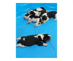 Adorable tricolor beagle puppies for sale - 3