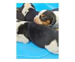 Adorable tricolor beagle puppies for sale - 4