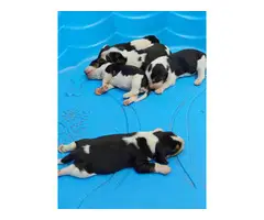 Adorable tricolor beagle puppies for sale - 5