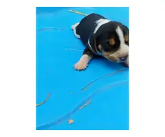 Adorable tricolor beagle puppies for sale - 6
