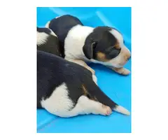 Adorable tricolor beagle puppies for sale - 7