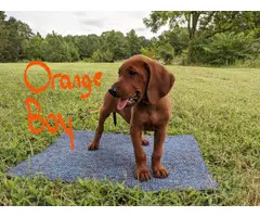3 boys Redbone Coonhound puppies available