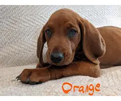 3 boys Redbone Coonhound puppies available - 2