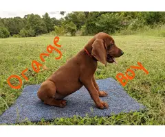 3 boys Redbone Coonhound puppies available - 3