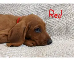 3 boys Redbone Coonhound puppies available - 4
