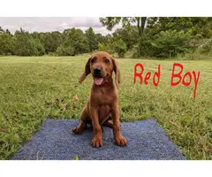 3 boys Redbone Coonhound puppies available - 5