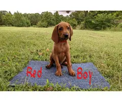 3 boys Redbone Coonhound puppies available - 6