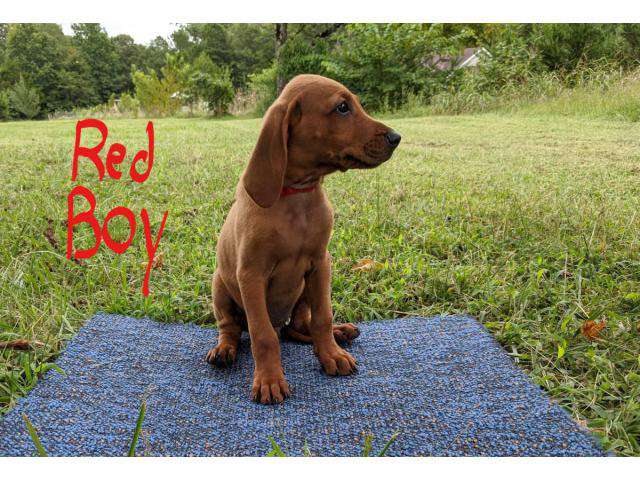 3 boys Redbone Coonhound puppies available in Greenville ...