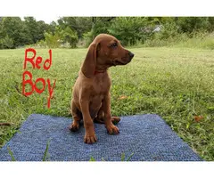 3 boys Redbone Coonhound puppies available - 7