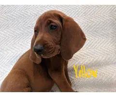 3 boys Redbone Coonhound puppies available - 8